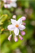 Deutzia x hybrida 'Mont Rose' - Rosendeutzie 'Mont Rose'