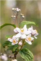 Deutzia x hybrida 'Mont Rose' - Rosendeutzie 'Mont Rose'