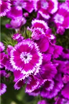 Dianthus barbatus - Garten-Bart-Nelke