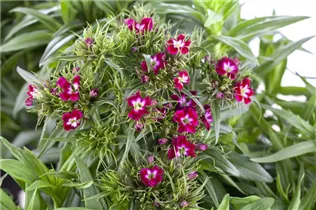 Dianthus barbatus - Garten-Bart-Nelke