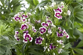 Dianthus barbatus - Garten-Bart-Nelke