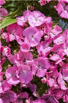 Dianthus barbatus - Garten-Bart-Nelke