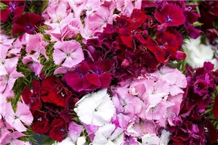 Dianthus barbatus - Garten-Bart-Nelke