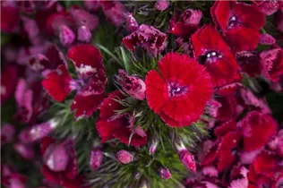 Dianthus barbatus - Garten-Bart-Nelke