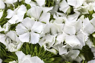 Dianthus barbatus - Garten-Bart-Nelke