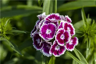 Dianthus barbatus - Garten-Bart-Nelke