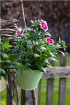 Dianthus barbatus - Garten-Bart-Nelke