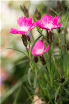 Dianthus 'Kahori'® - Garten-Nelke 'Kahori'®