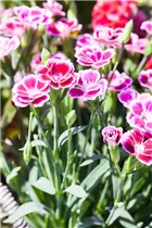 Dianthus 'Pink Kisses'® - Prinzess-Nelke 'Pink Kisses'® Dianthus 'Pink Kisses'® - Prinzess-Nelke 'Pink Kisses'®