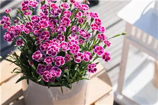 Dianthus 'Pink Kisses'® - Prinzess-Nelke 'Pink Kisses'® Dianthus 'Pink Kisses'® - Prinzess-Nelke 'Pink Kisses'®