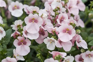 Diascia - Elfensporn