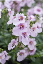 Diascia - Elfensporn