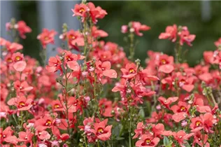 Diascia barberae - Elfensporn Diascia barberae - Elfensporn