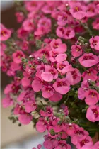 Diascia vigilis 'Little`s Dreamer' - Elfensporn Diascia vigilis 'Little`s Dreamer' - Elfensporn