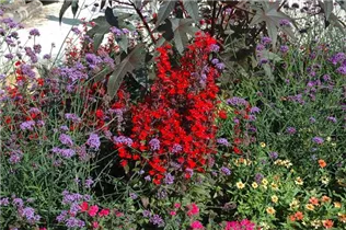 Diascia - Elfensporn