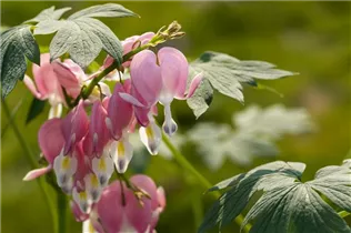 Dicentra spectabilis - Tränendes Herz