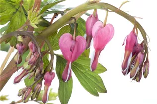 Dicentra spectabilis 'Twin' - Herzblume 'Twin'