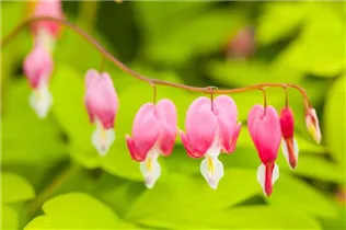 Dicentra spectabilis - Tränendes Herz