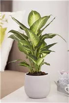 Dieffenbachia maculata - Dieffenbachie Dieffenbachia maculata - Dieffenbachie