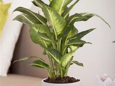 Dieffenbachia maculata - Dieffenbachie Dieffenbachia maculata - Dieffenbachie