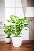 Dieffenbachia maculata - Dieffenbachie Dieffenbachia maculata - Dieffenbachie