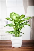 Dieffenbachia maculata - Dieffenbachie Dieffenbachia maculata - Dieffenbachie