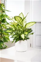 Dieffenbachia maculata - Dieffenbachie Dieffenbachia maculata - Dieffenbachie