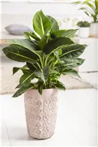 Dieffenbachia maculata - Dieffenbachie Dieffenbachia maculata - Dieffenbachie