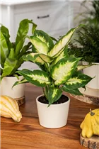 Dieffenbachia maculata - Dieffenbachie Dieffenbachia maculata - Dieffenbachie