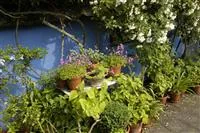 - Die Blumentreppe – Blüten wollen hoch hinaus  - Die Blumentreppe – Blüten wollen hoch hinaus