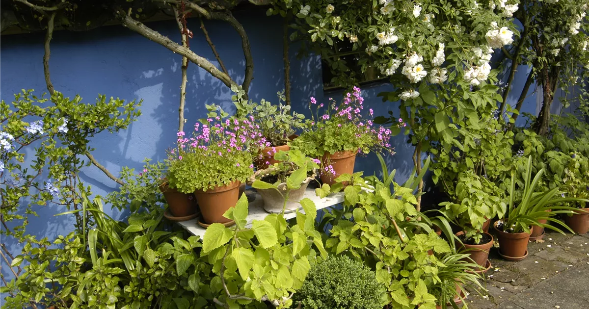  - Die Blumentreppe – Blüten wollen hoch hinaus