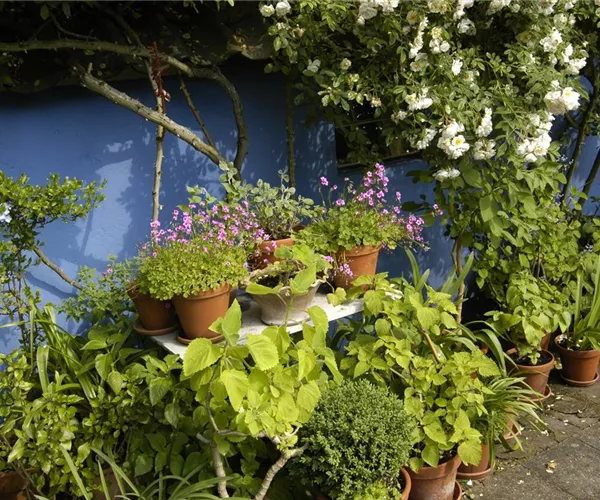- Die Blumentreppe – Blüten wollen hoch hinaus  - Die Blumentreppe – Blüten wollen hoch hinaus