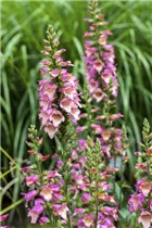 Digitalis purpurea - Garten-Fingerhut Digitalis purpurea - Garten-Fingerhut