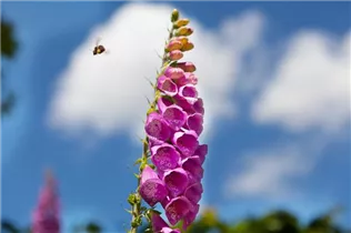 Digitalis purpurea - Garten-Fingerhut Digitalis purpurea - Garten-Fingerhut