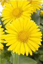 Doronicum orientale - Kaukasus-Gämswurz