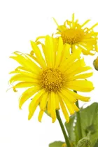 Doronicum orientale - Kaukasus-Gämswurz