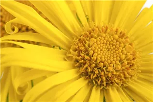 Doronicum orientale - Kaukasus-Gämswurz