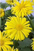 Doronicum orientale - Kaukasus-Gämswurz