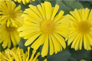 Doronicum orientale - Kaukasus-Gämswurz