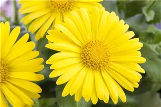 Doronicum orientale 'Leonardo Compact' - Garten-Gämswurz 'Leonardo Compact'