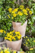 Doronicum orientale - Kaukasus-Gämswurz