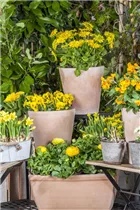 Doronicum orientale - Kaukasus-Gämswurz