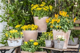 Erysimum cheiri - Goldlack Erysimum cheiri - Goldlack