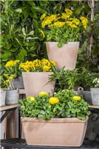 Doronicum orientale - Kaukasus-Gämswurz