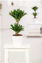 Dracaena fragrans - Drachenbaum