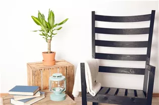 Dracaena fragrans - Drachenbaum