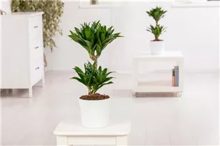 Dracaena fragrans - Drachenbaum