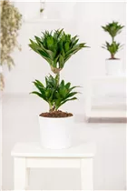 Dracaena fragrans - Drachenbaum