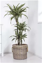 Dracaena fragrans - Drachenbaum