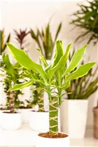 Dracaena fragrans - Drachenbaum